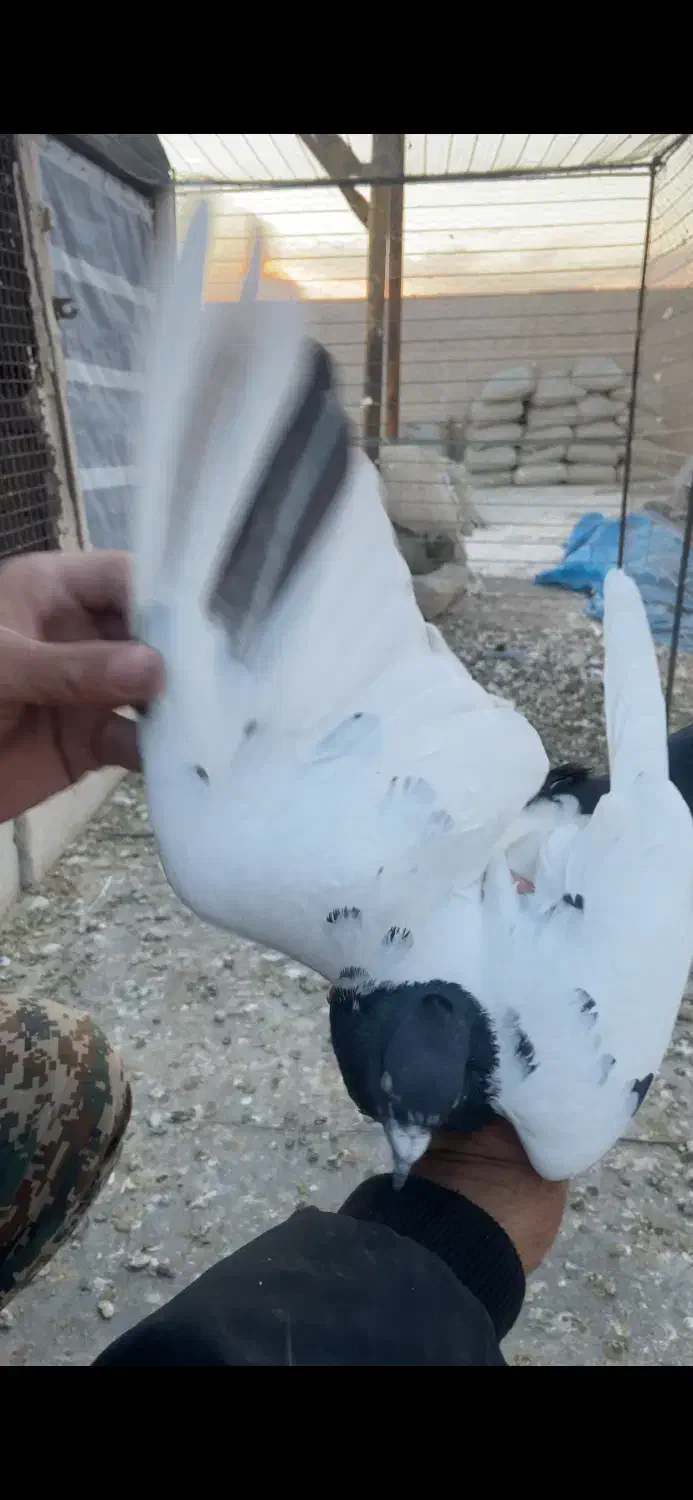 سه تا غریبگیری نر|پرنده|تاکستان, |دیوار