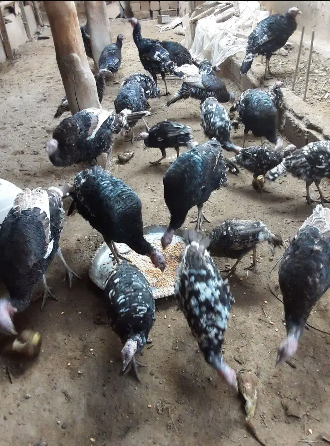 فروش تعدادی بوقلون|حیوانات مزرعه|چهاربرج, |دیوار