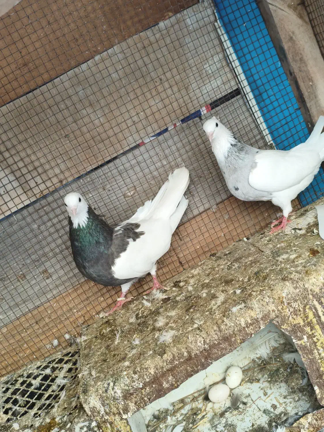 کبوتر طوقی|پرنده|کنارک, |دیوار