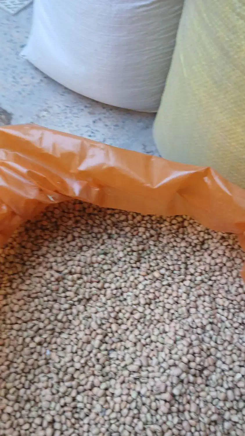 لوبیا|عمدهفروشی|دره شهر, |دیوار