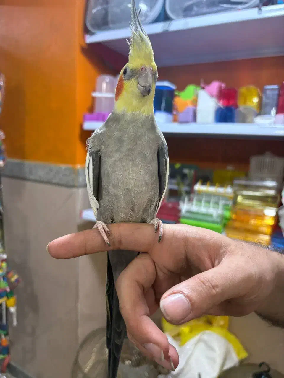 طوطی عروس هلندی های سوپر رام و سخنگو و اموزش دیده|پرنده|قائم‌شهر, |دیوار