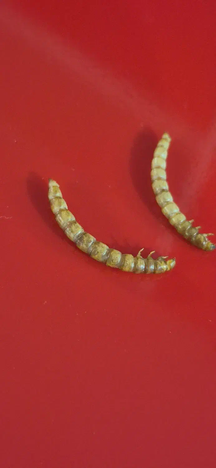 میلورم و سوپر ورم زنده و خشک|حیوانات مزرعه|خمینی‌شهر, |دیوار