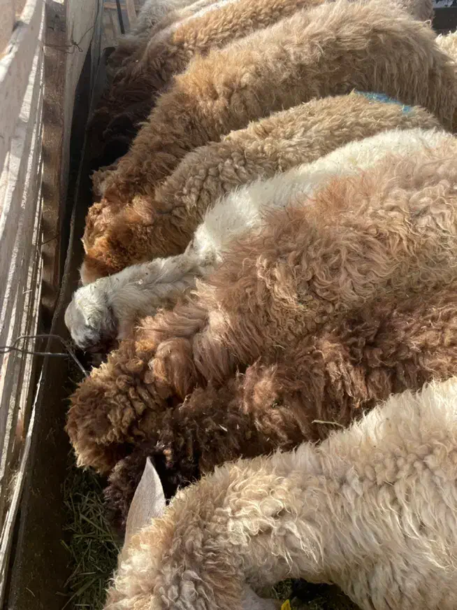 گوسفند زنده سرتاسرکرج|حیوانات مزرعه|مشکین‌دشت, |دیوار