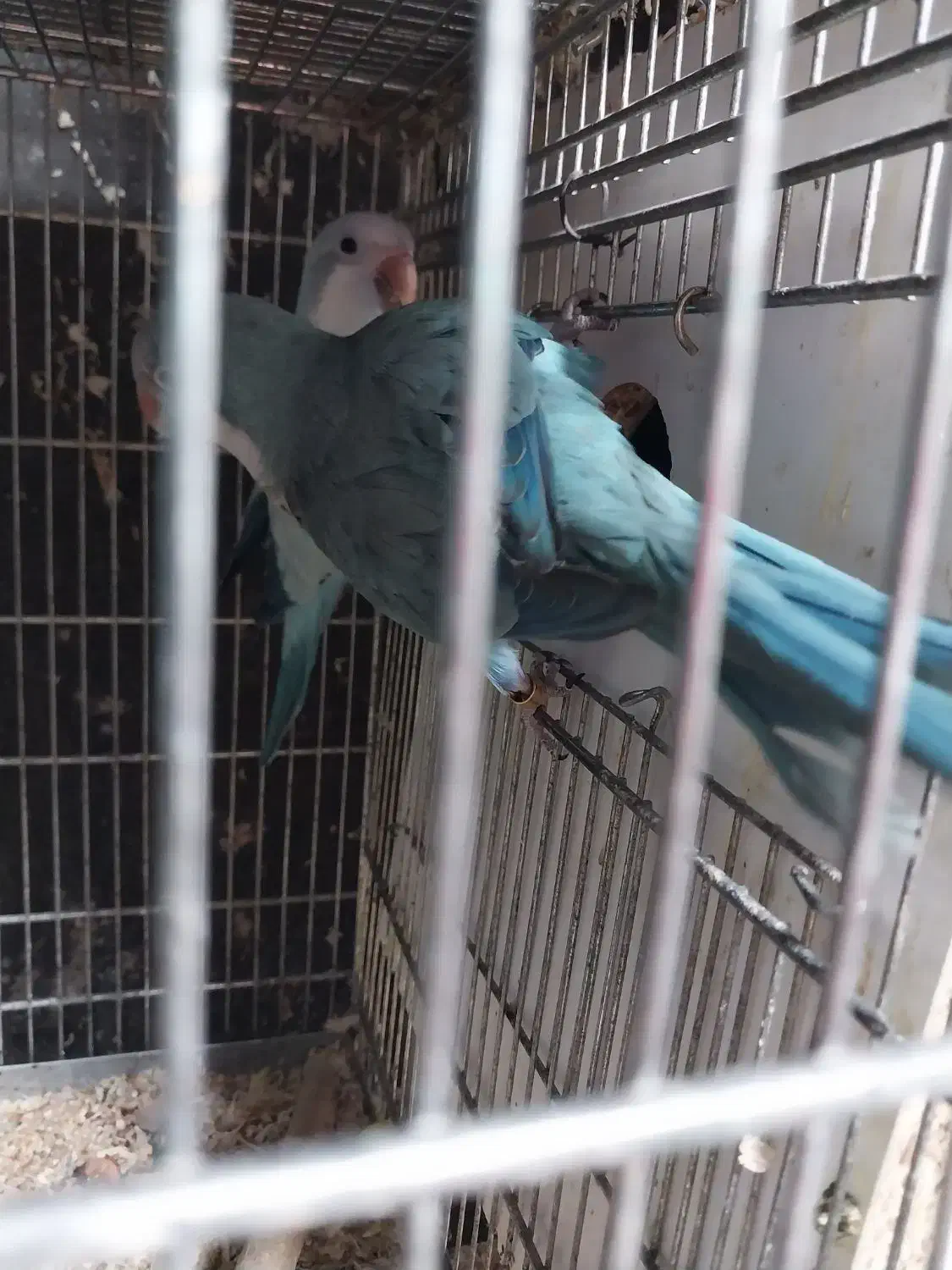 راهب|پرنده|رشت, جانبازان|دیوار