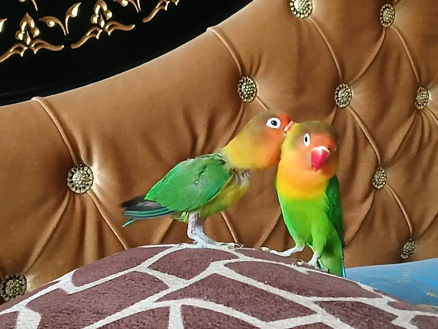 طوطی برزیلی|پرنده|ارومیه, |دیوار