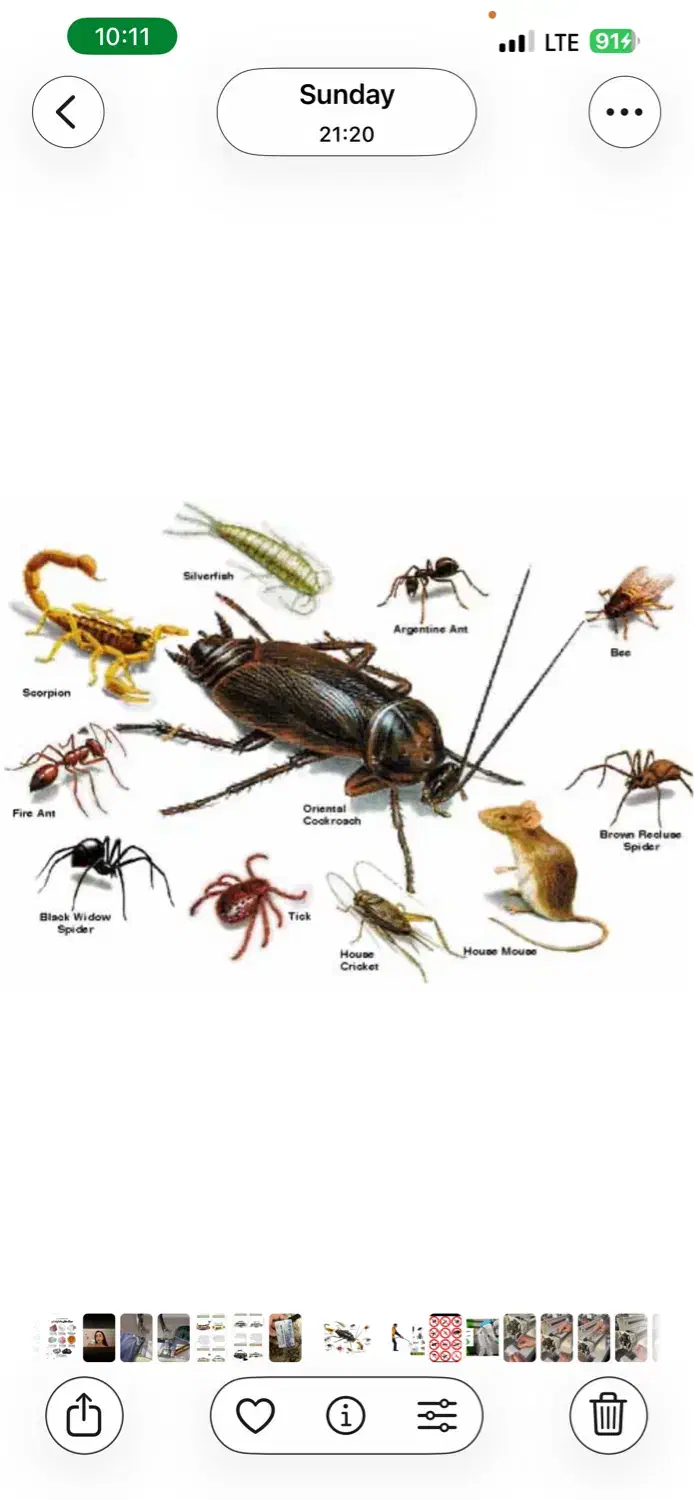 سمپاشی و موریانه زدایی ضمانتی (فروشگاه دشت بهشت )|خدمات نظافت|خرمآباد, |دیوار