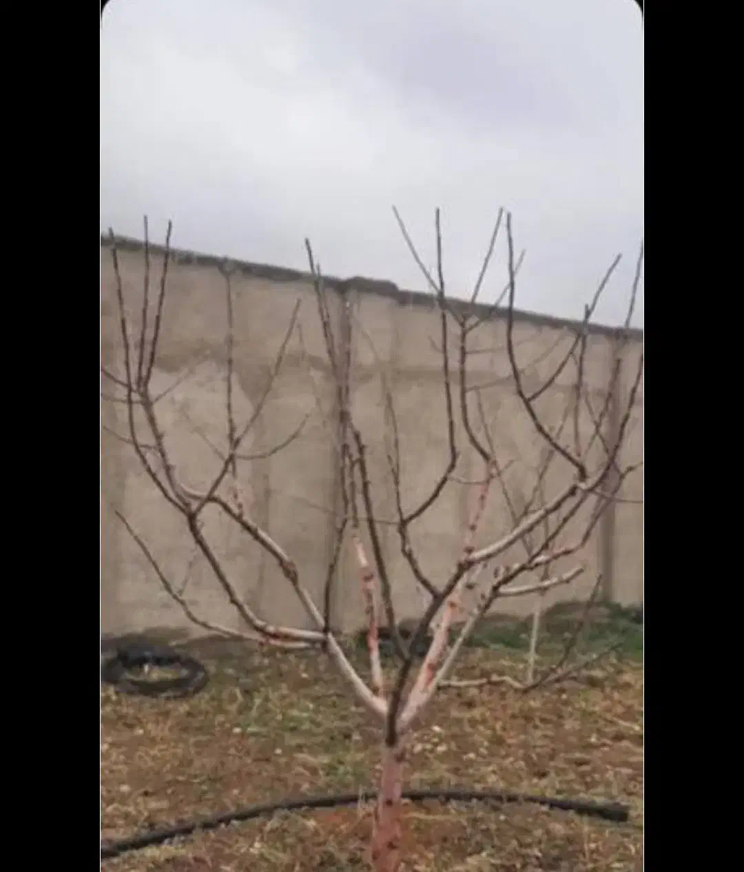 هرس|خدمات باغبانی و درختکاری|دماوند, مسکن مهر گیلاوند|دیوار