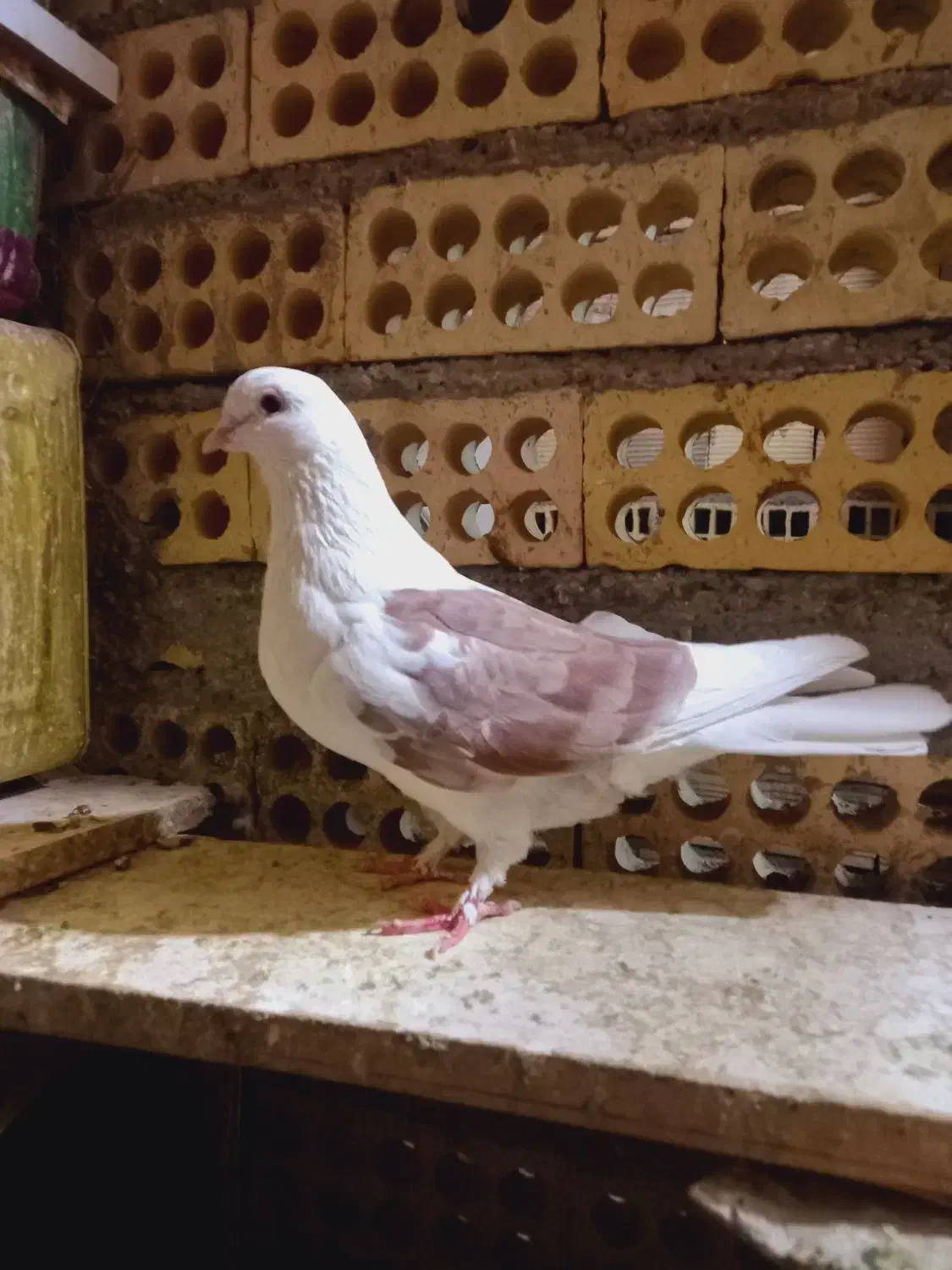 کبوتر دوکت ماده پنجه زده شکار|پرنده|خمینی‌شهر, |دیوار