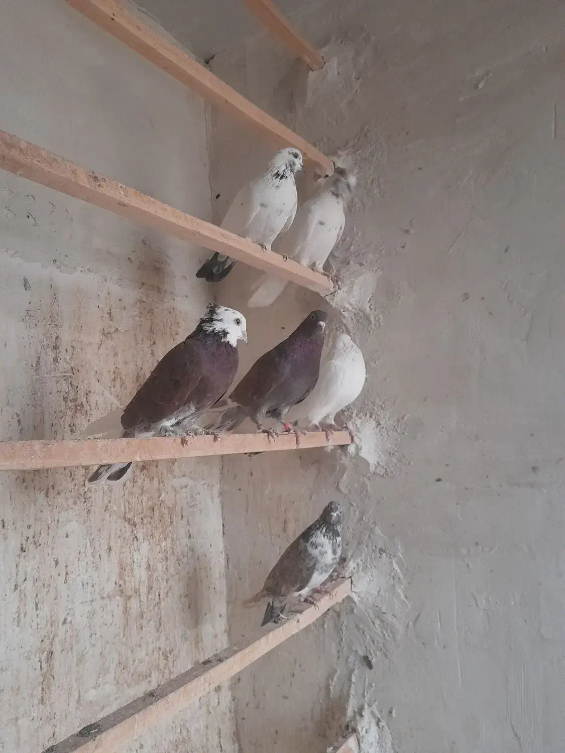 کبوتر|پرنده|آران و بیدگل, |دیوار