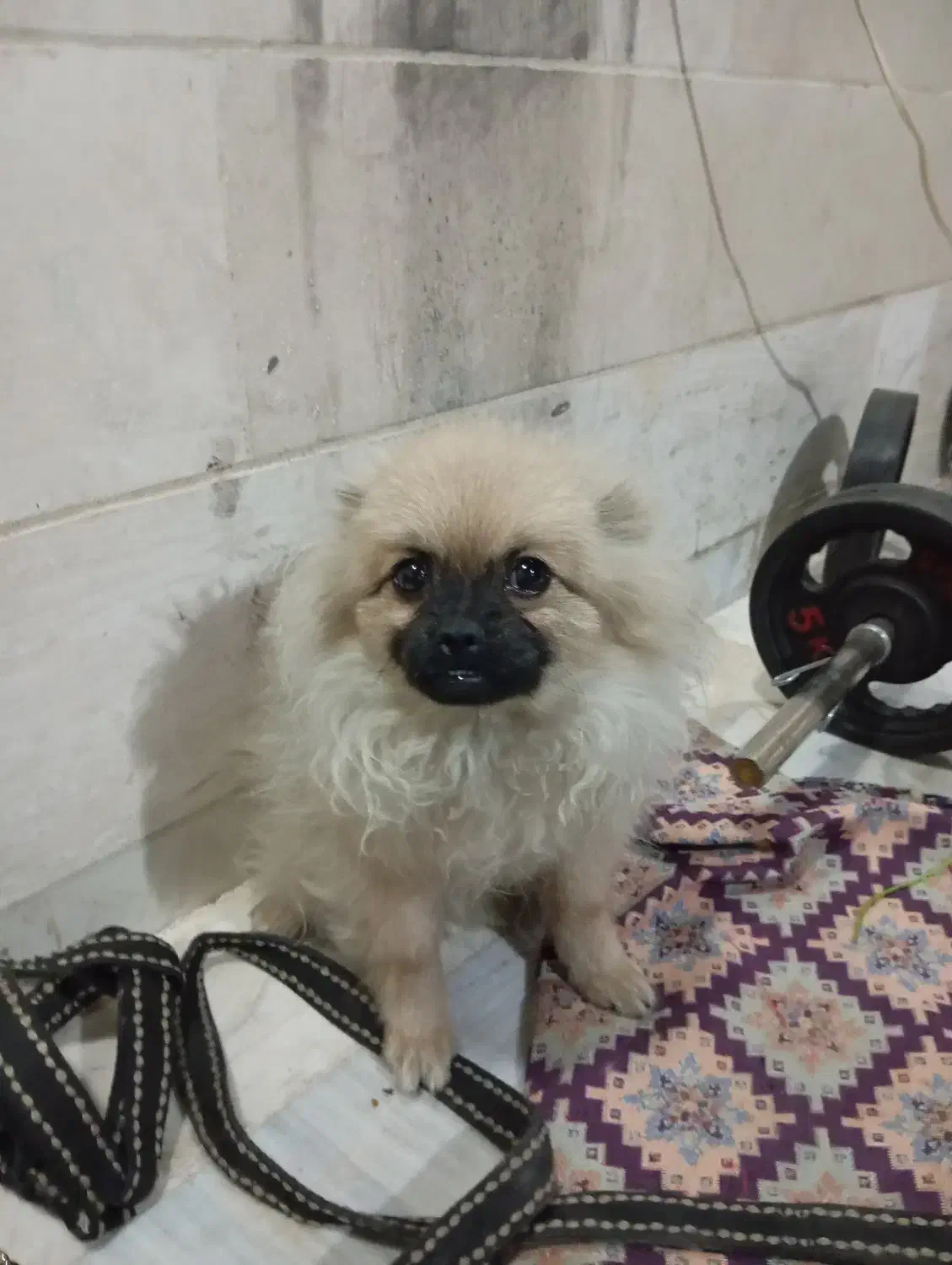 سگ پامرانین|سگ|تهران, فرزانه|دیوار