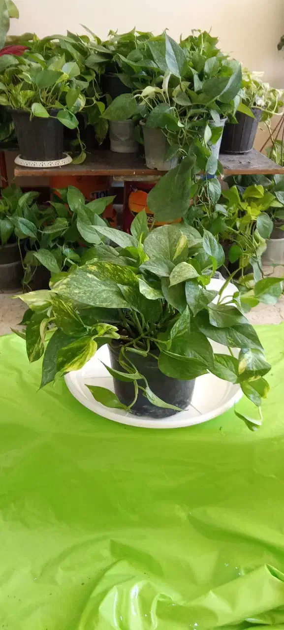 بار جدیدگیاه گلکده هلما گلی رسید|گل و گیاه طبیعی|رامهرمز, |دیوار