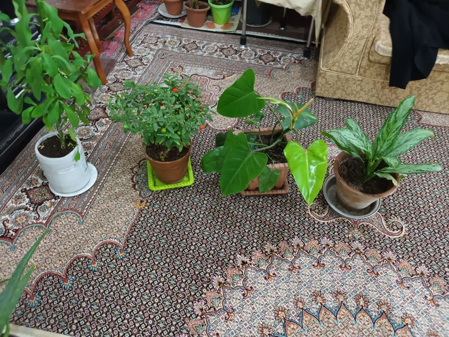 گلهای طبیعی متنوع|گل و گیاه طبیعی|اردبیل, |دیوار