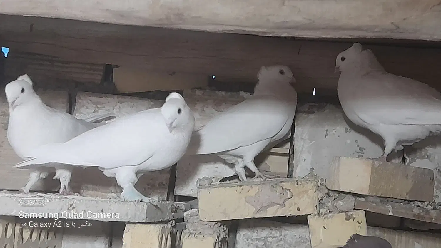 کفتر سفید شیرازی|پرنده|پیر بکران, |دیوار