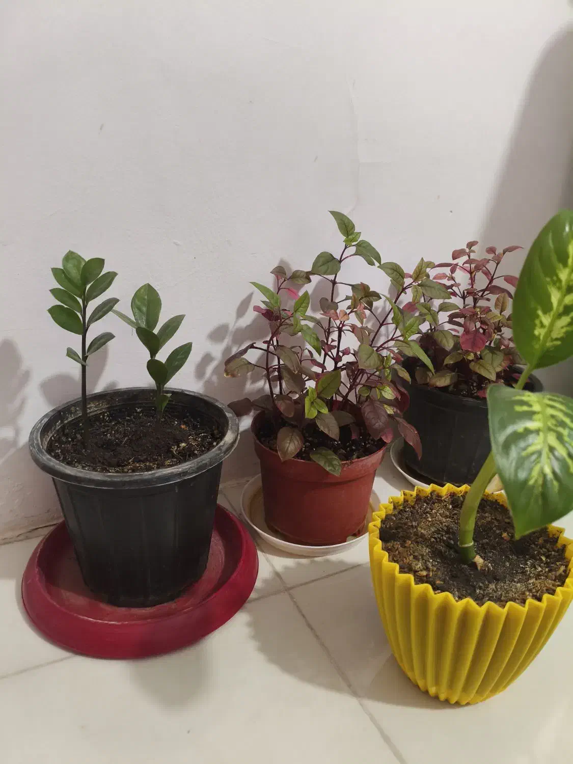 گل وگیاه|گل و گیاه طبیعی|مشهد, نظام دوست|دیوار