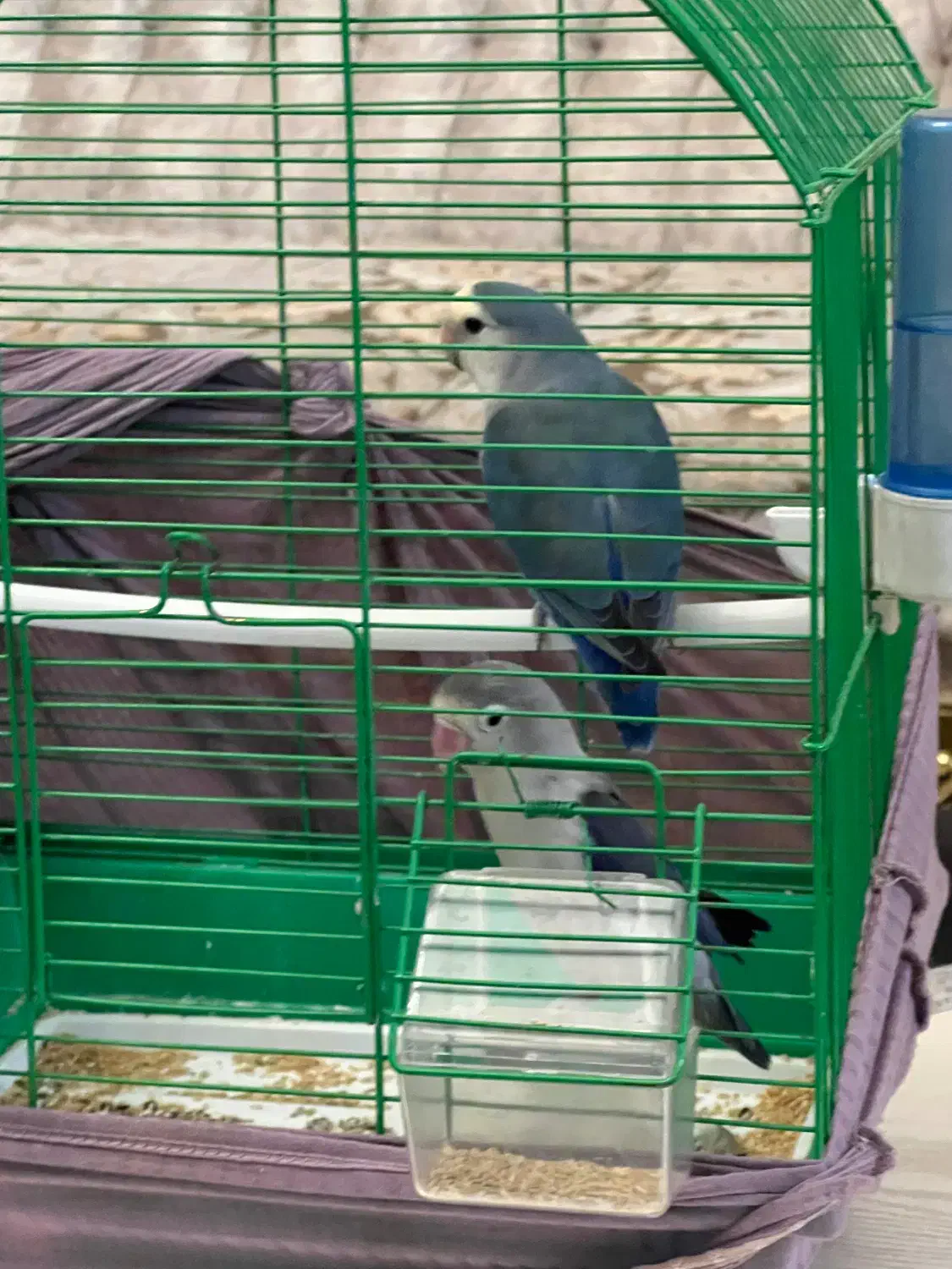 طوطی برزیلی|پرنده|تهران, سید خندان (جلفا)|دیوار