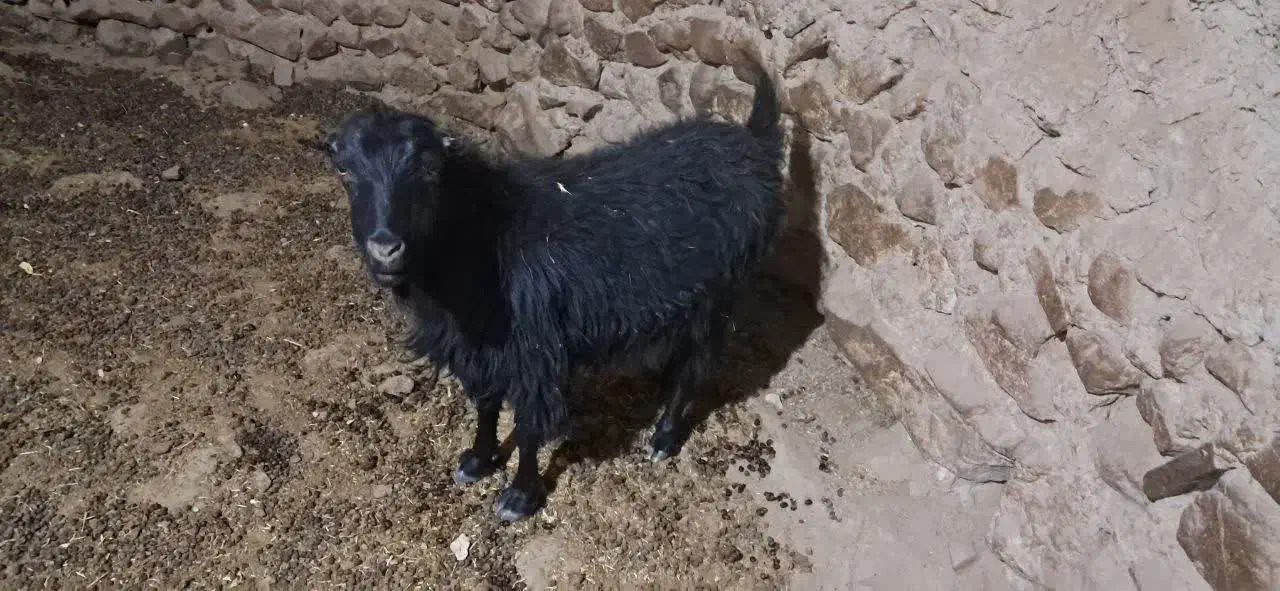 فروش بزغاله بز و بره|حیوانات مزرعه|بیرجند, |دیوار