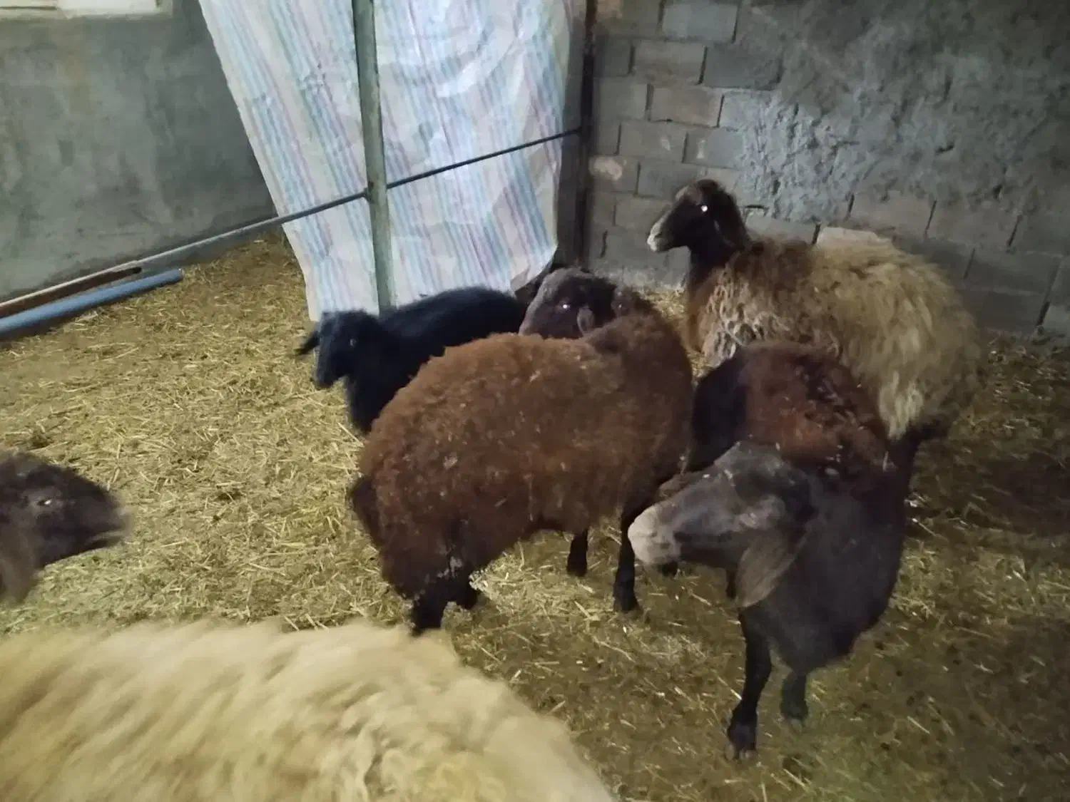 میش آبستن و چند قلوزا به همراه بره|حیوانات مزرعه|باشتین, |دیوار