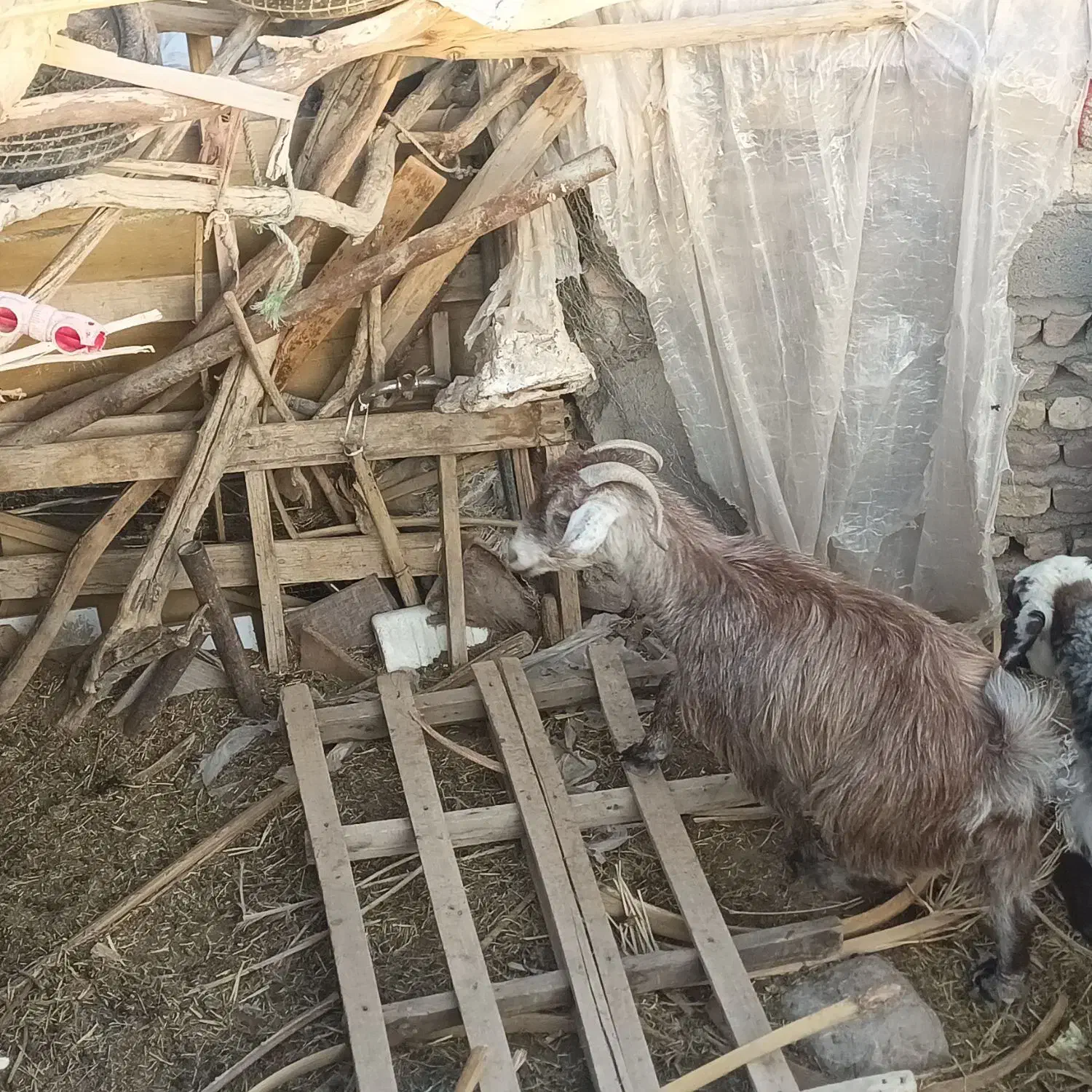 دو تا گوسفند|حیوانات مزرعه|بم, |دیوار