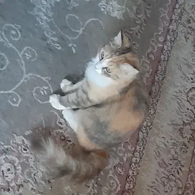 گربه پرشین|گربه|گنبد کاووس, |دیوار