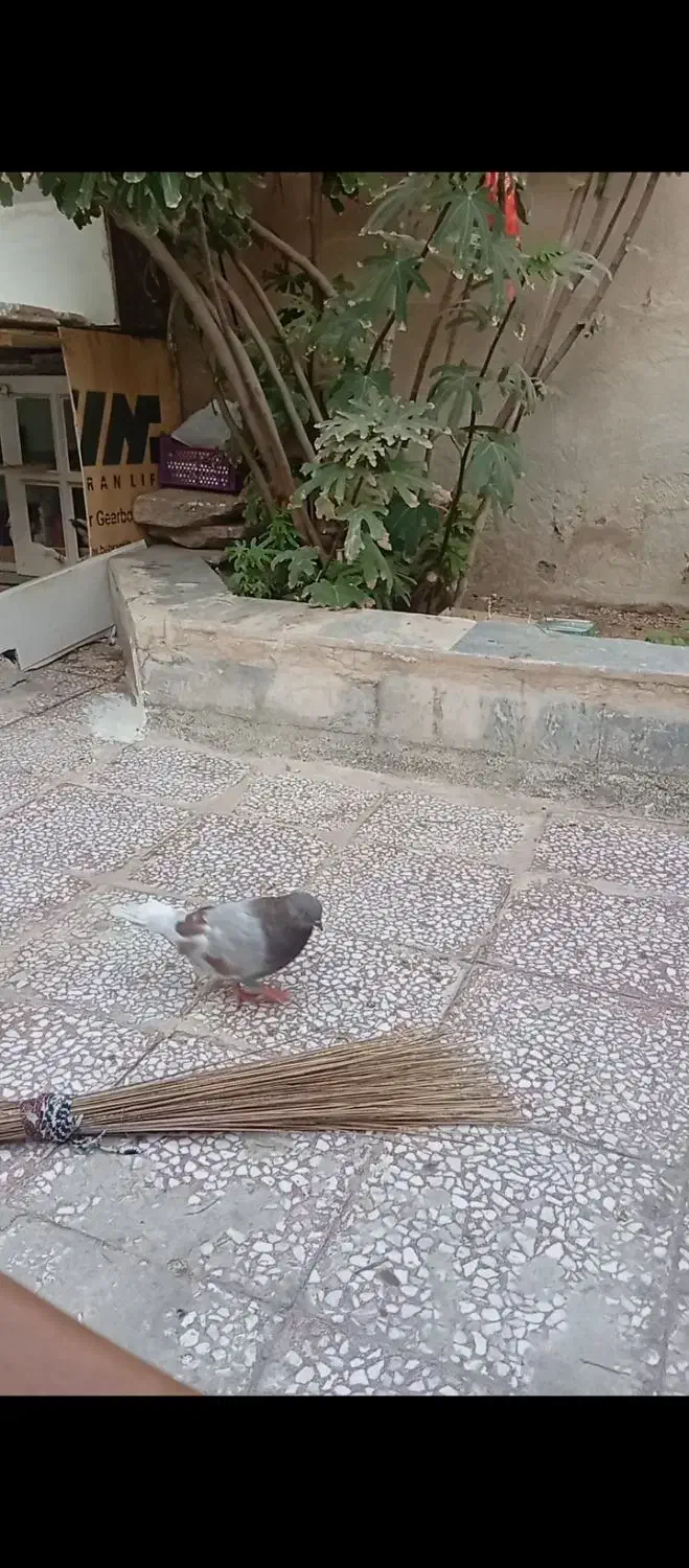 سلام|حیوانات|قم, کیوانفر|دیوار