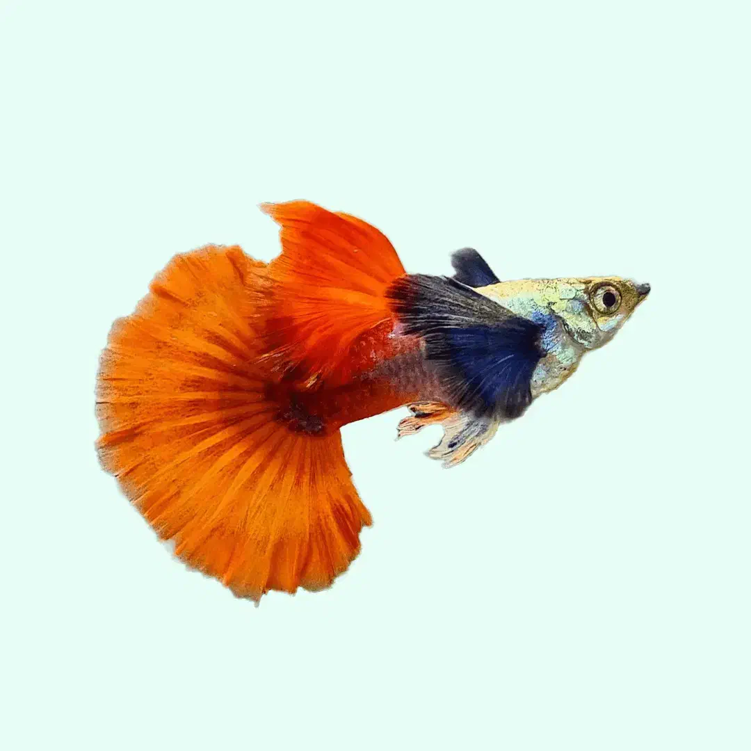 گوپی زبرا لجن خوار انجل کالر فایتر میگو کف خوار|ماهی|تبریز, |دیوار