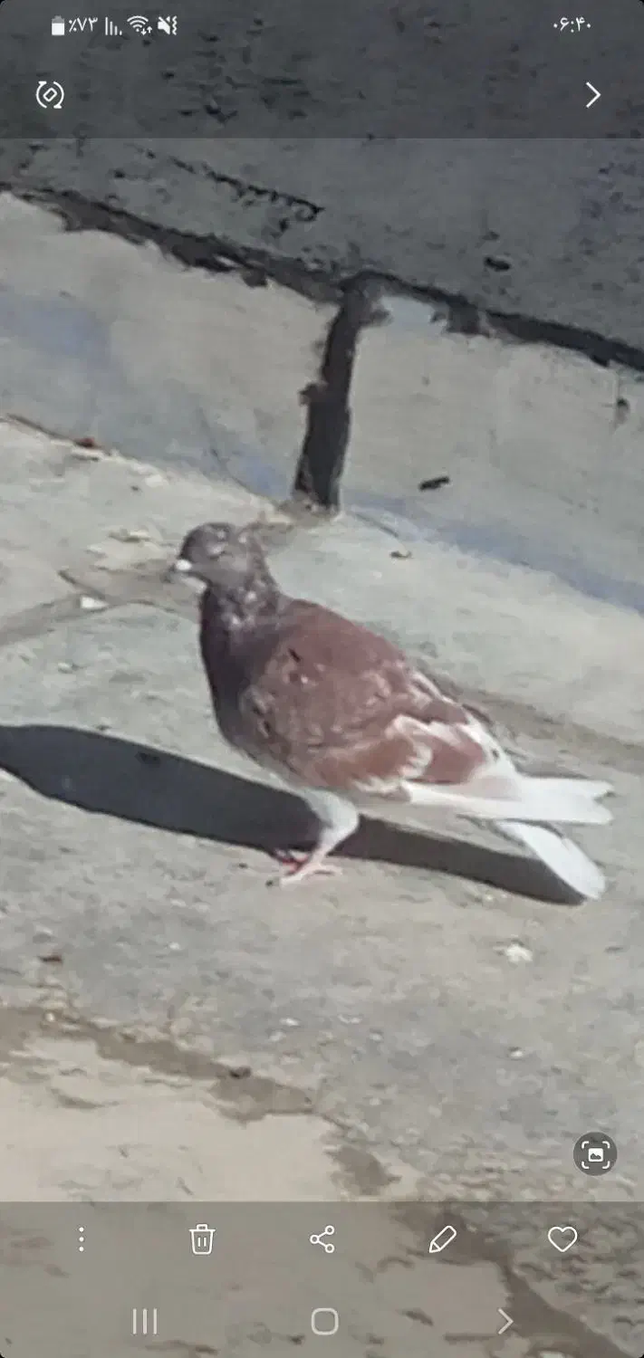 کبوتر|پرنده|زرنه, |دیوار