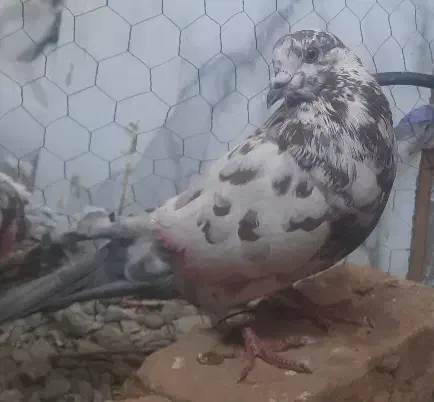 کبوتر باخت دادم|حیوانات|نظرآباد, رسالت|دیوار