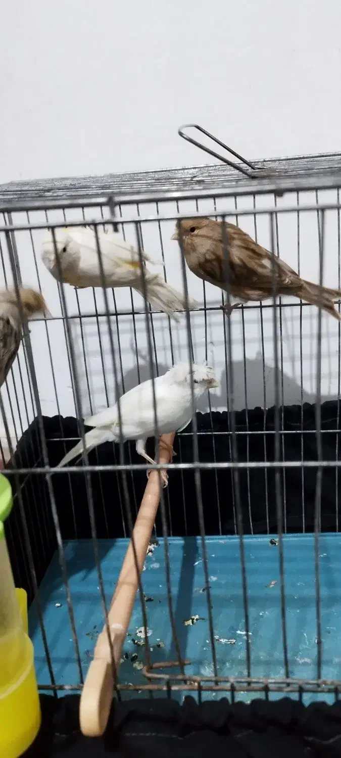 تعدادی قناری معاوضه با گرینچیک ملنگو|پرنده|قرچک, باقرآباد|دیوار