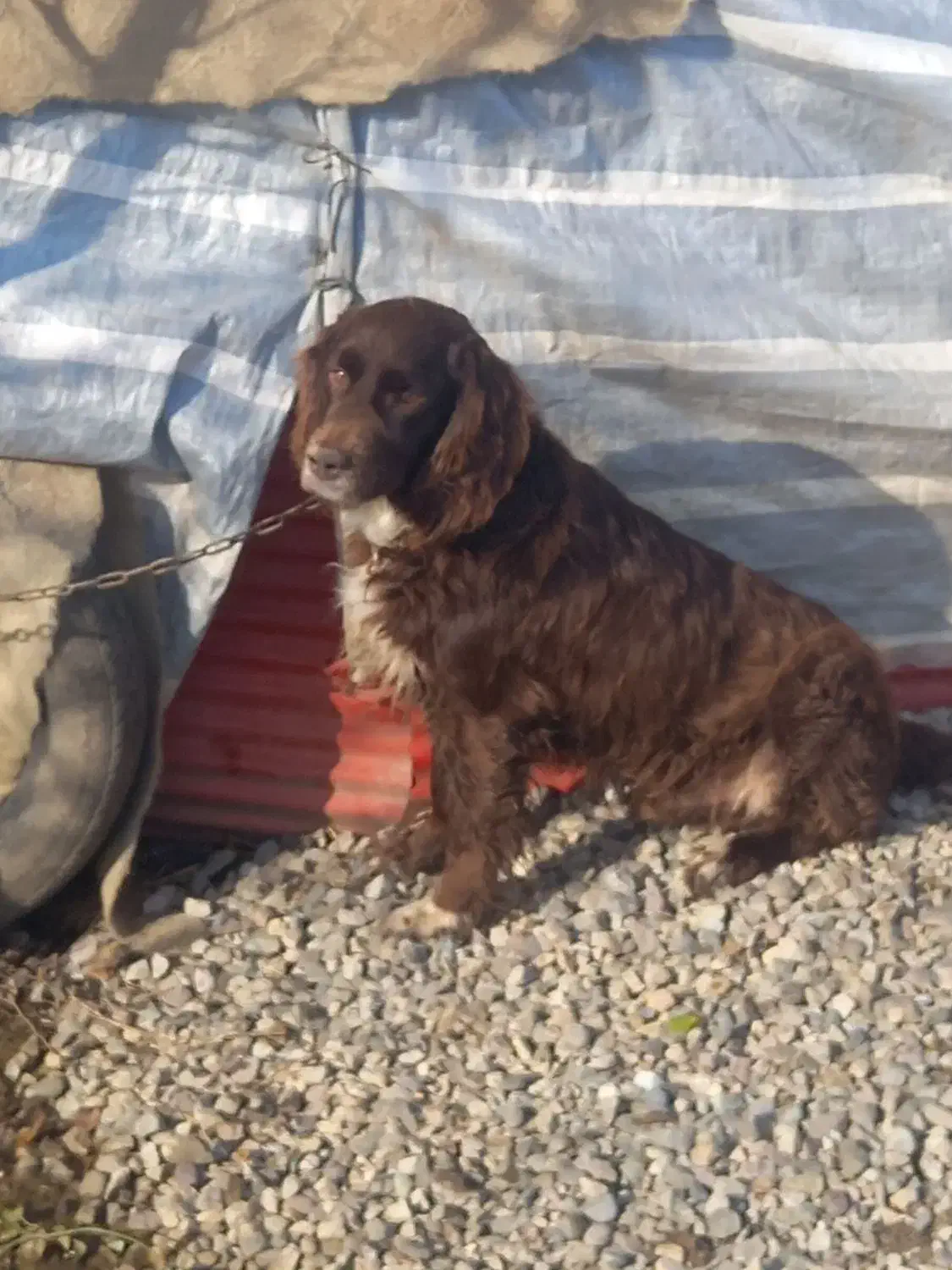 سگ گم شده یا دزدیده شده|حیوانات|اطاقور, |دیوار