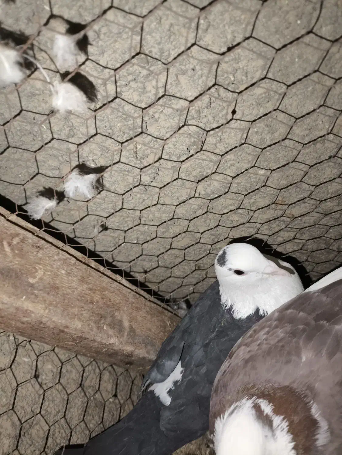 کبوتر|پرنده|زابل, |دیوار