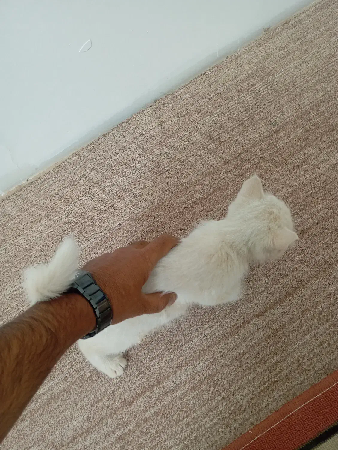 بچه گربه سفید کوچولو|گربه|یزد, |دیوار