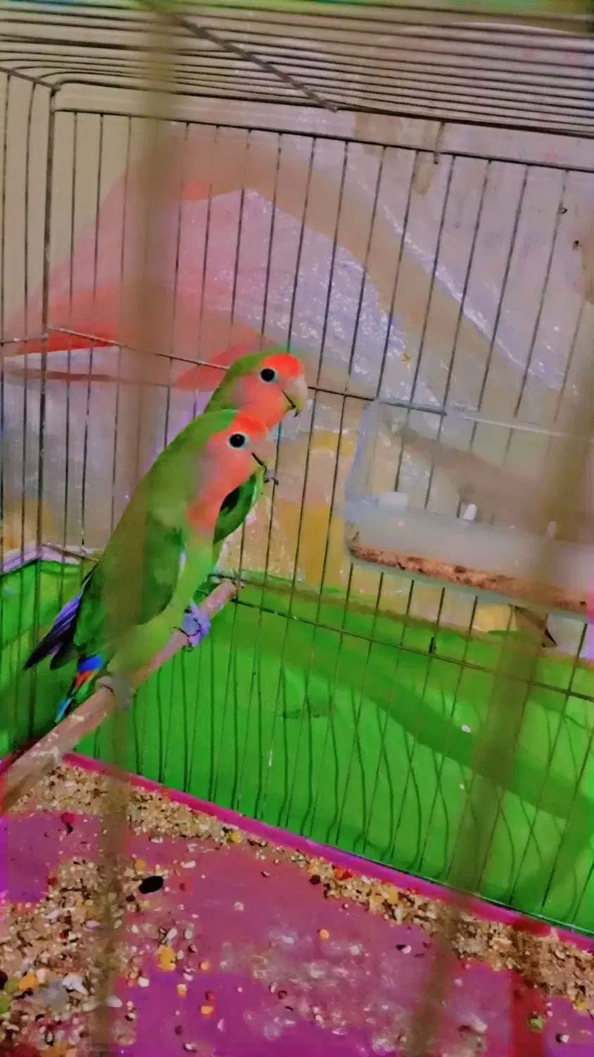 طوطی برزیلی|پرنده|سوسنگرد, |دیوار