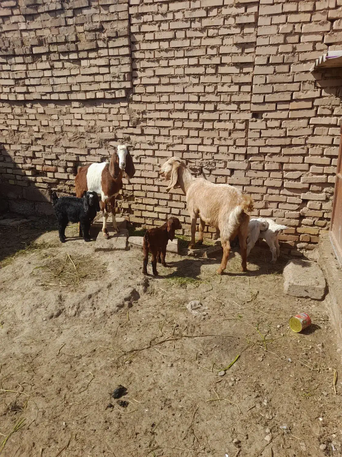 بز بیگ|حیوانات مزرعه|دزفول, |دیوار