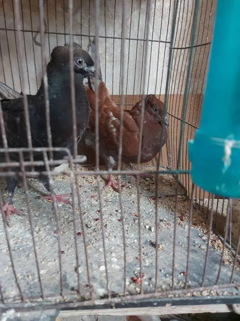 کفتر|پرنده|بندرعباس, |دیوار