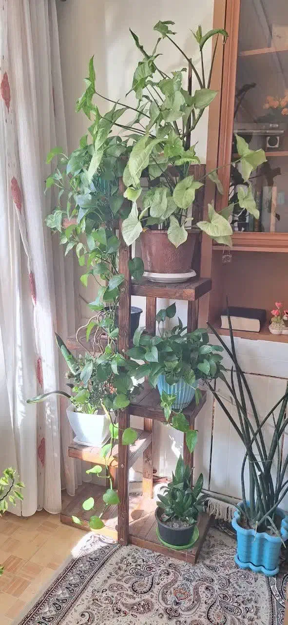 استند گل چوبی|گل و گیاه طبیعی|مبارکه, |دیوار