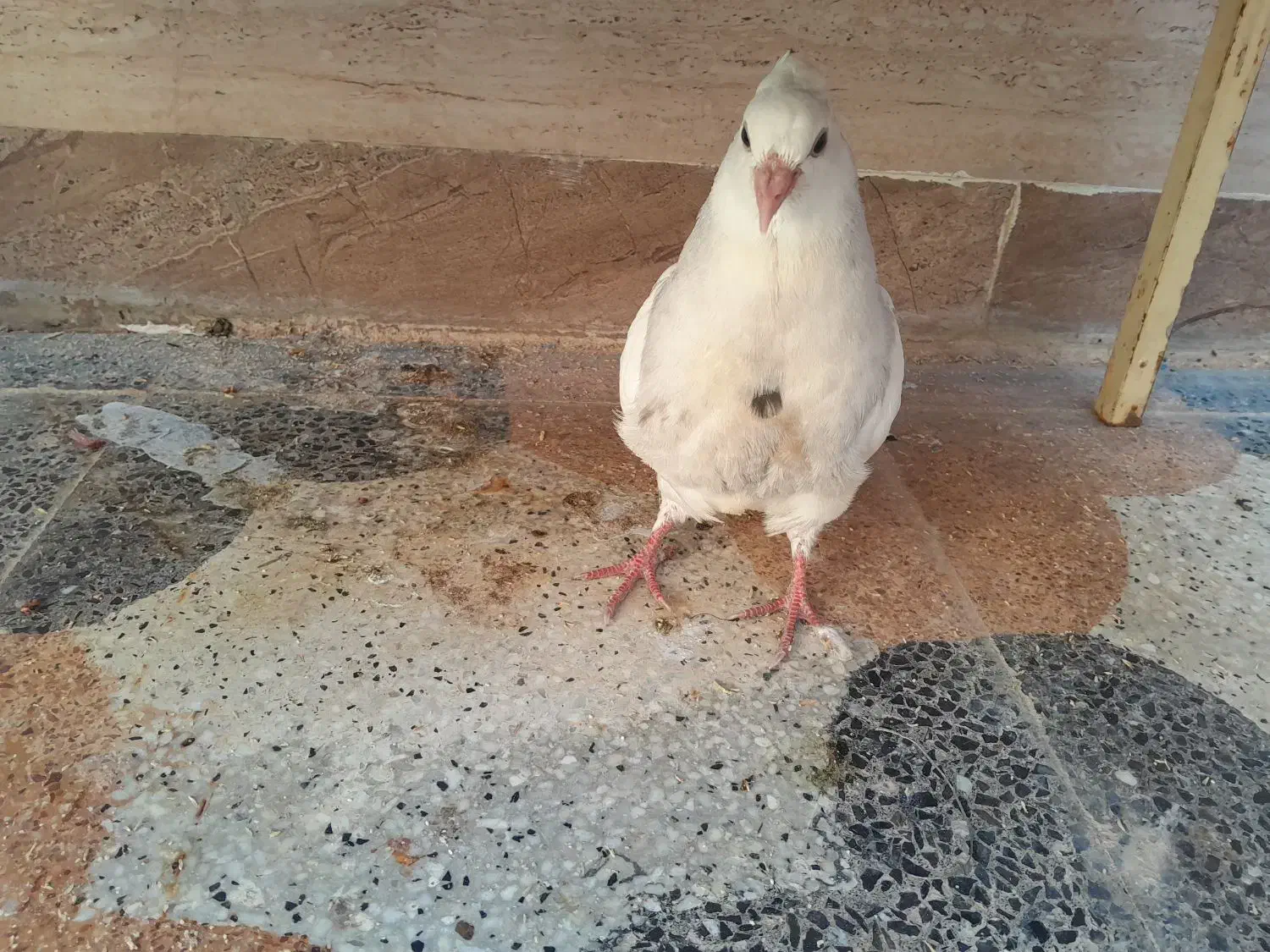 کبوتر طوقی شیش دونگ|پرنده|سوق, |دیوار