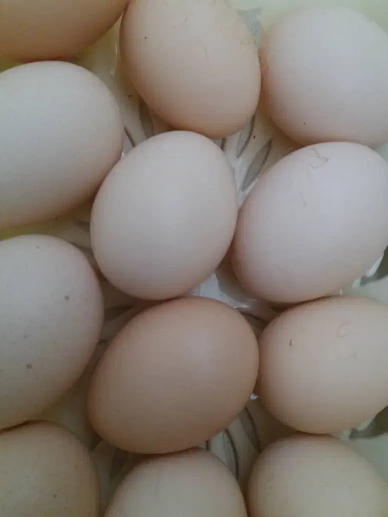 تخم مرغ محلی|خوردنی و آشامیدنی|مسجد سلیمان, |دیوار