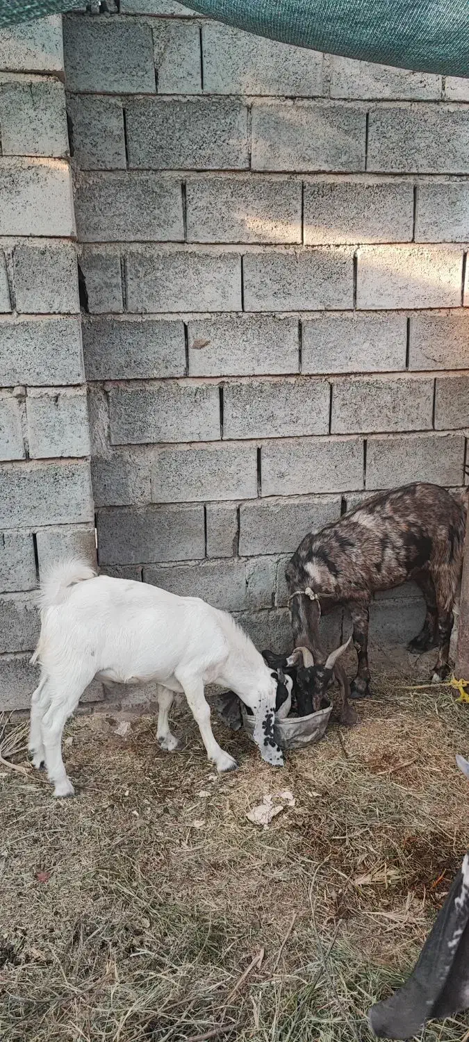 بز داشتی نژاد دار|حیوانات مزرعه|میناب, |دیوار