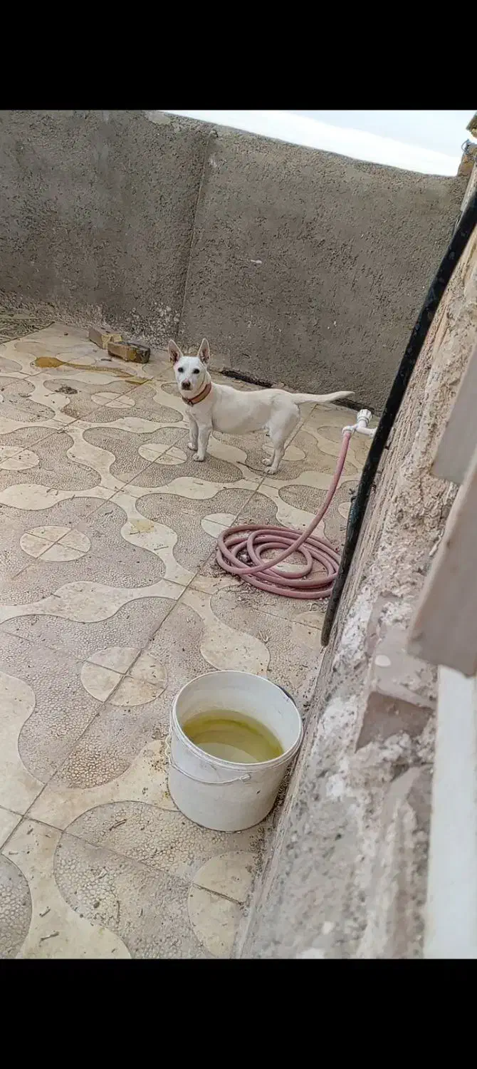 سگ گوش تیز|سگ|نیشابور, ده حلاج|دیوار