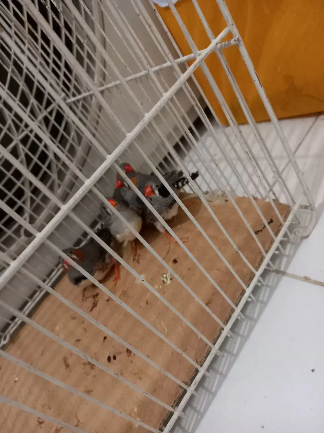 فنچ|پرنده|گرگان, |دیوار