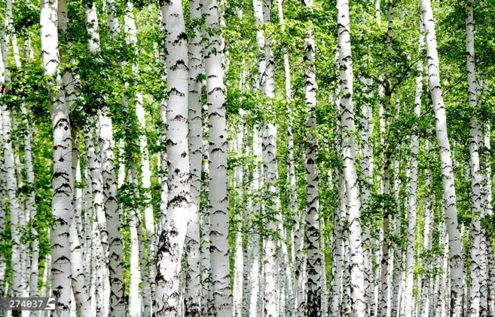 فروش نهال صنوبر و کبوده|گل و گیاه طبیعی|الشتر, |دیوار