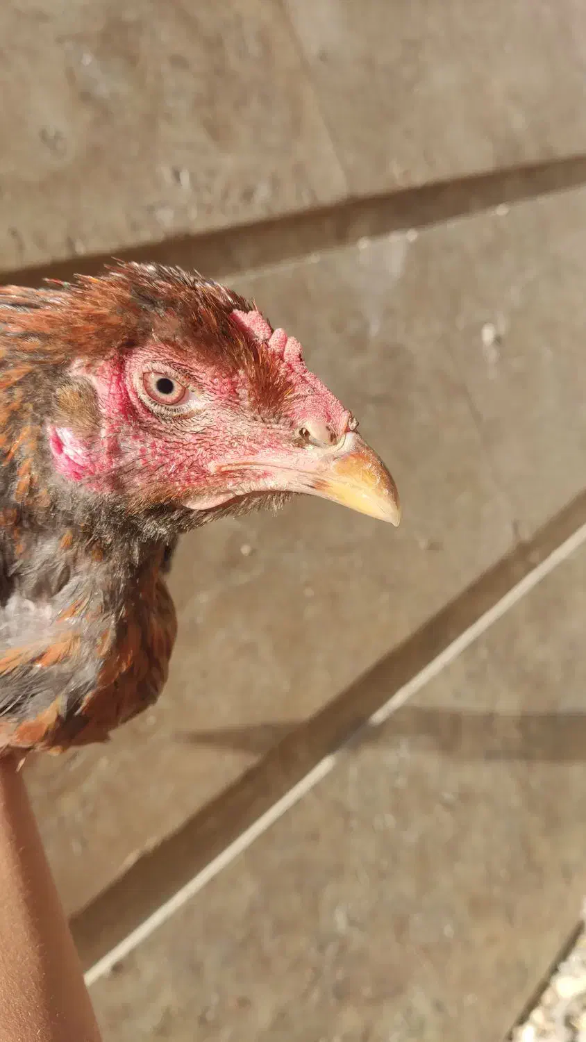 لاری|حیوانات مزرعه|کامیاران, |دیوار