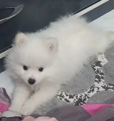 سگ پامر آپارتمانی|سگ|تهران, ابوذر|دیوار