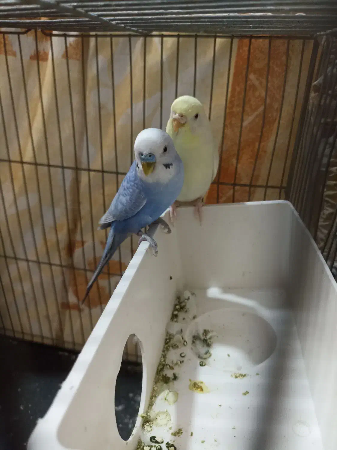 یک جفت مرغ عشق مولد معاوضه عروس ماده|پرنده|ملارد, |دیوار