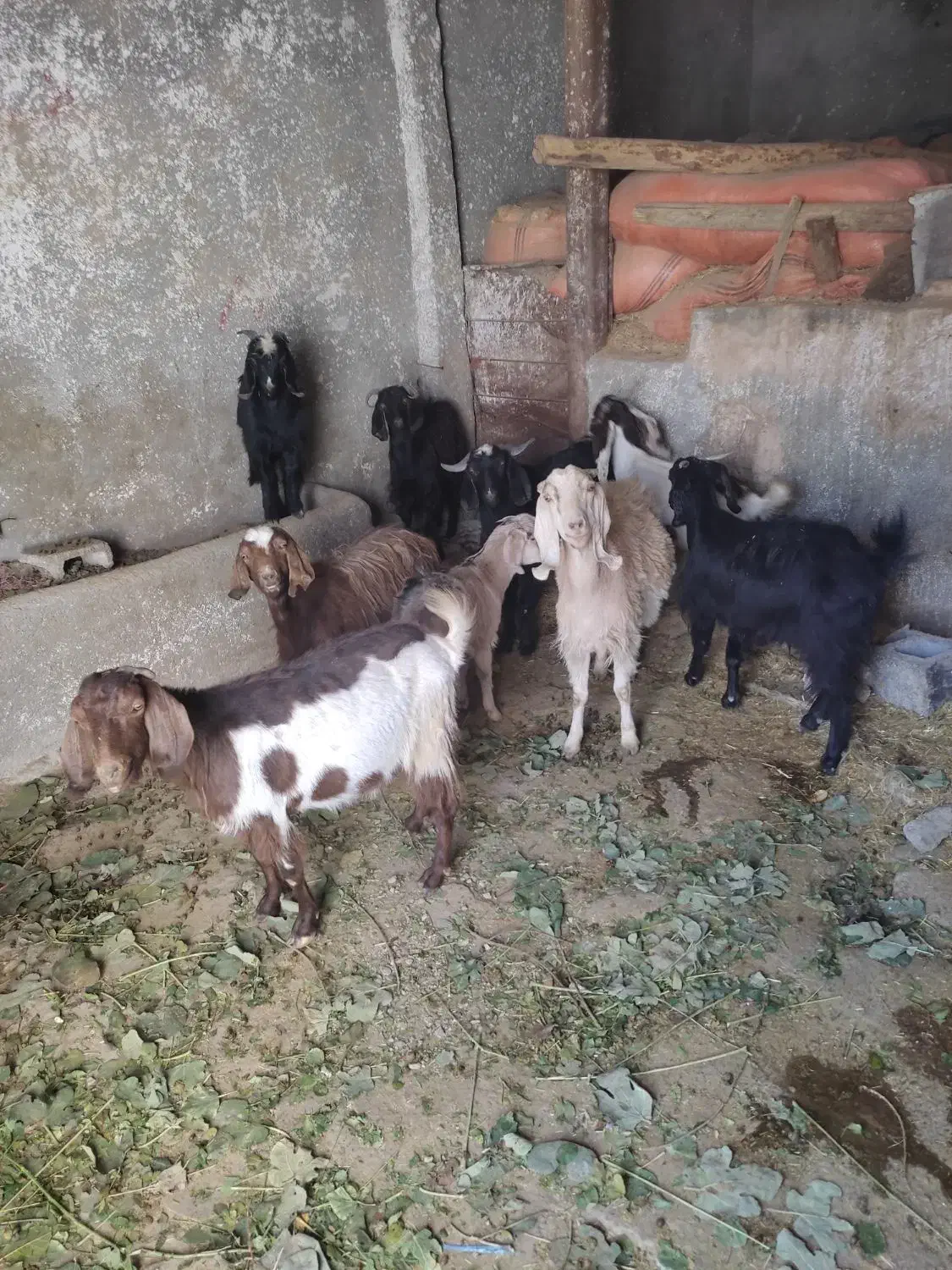 تعداد۹عدد بز سالم و سرحال|حیوانات مزرعه|تویسرکان, |دیوار