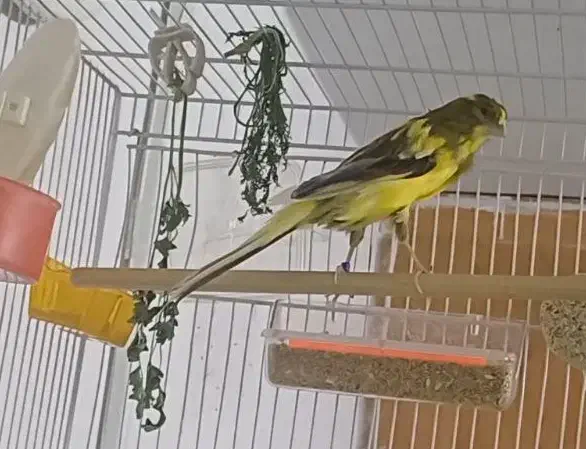 قناری رسمی کشیده بلند نر|پرنده|مشهد, هدایت|دیوار