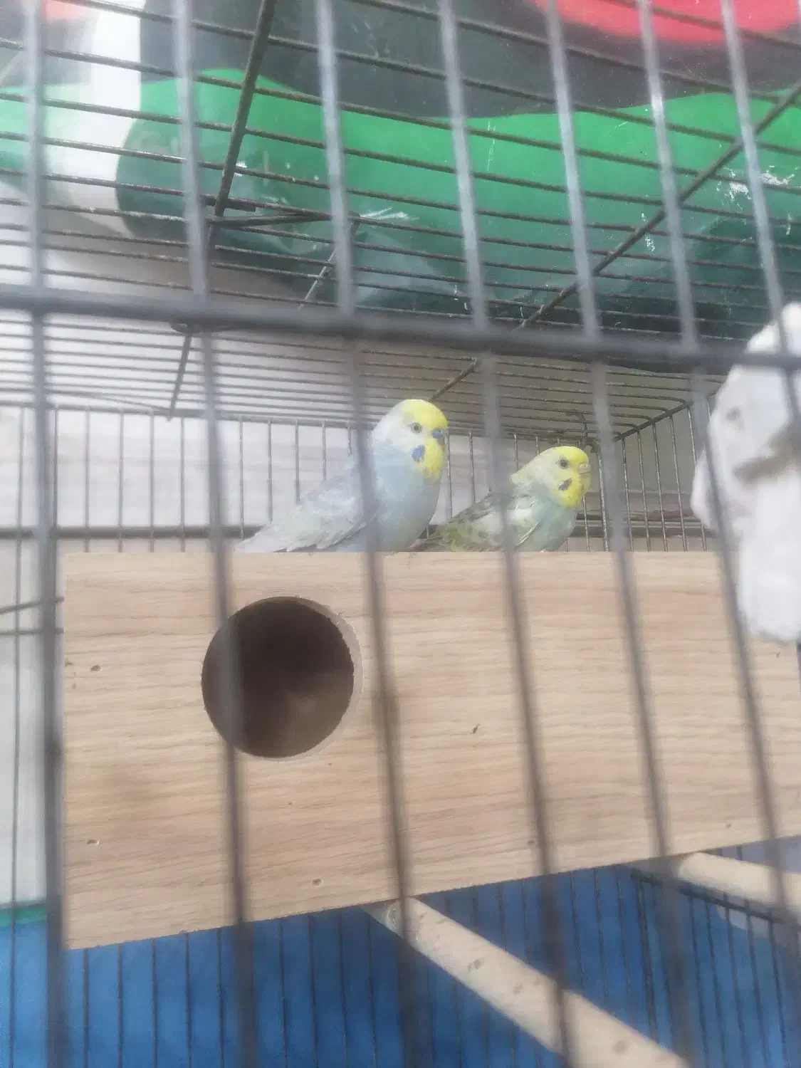 مرد عشق پرنده|پرنده|قم, علی آباد سعدگان|دیوار