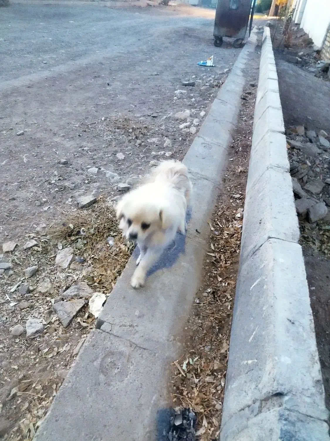 سگ پامر نر بالغ|سگ|بشاریات, |دیوار