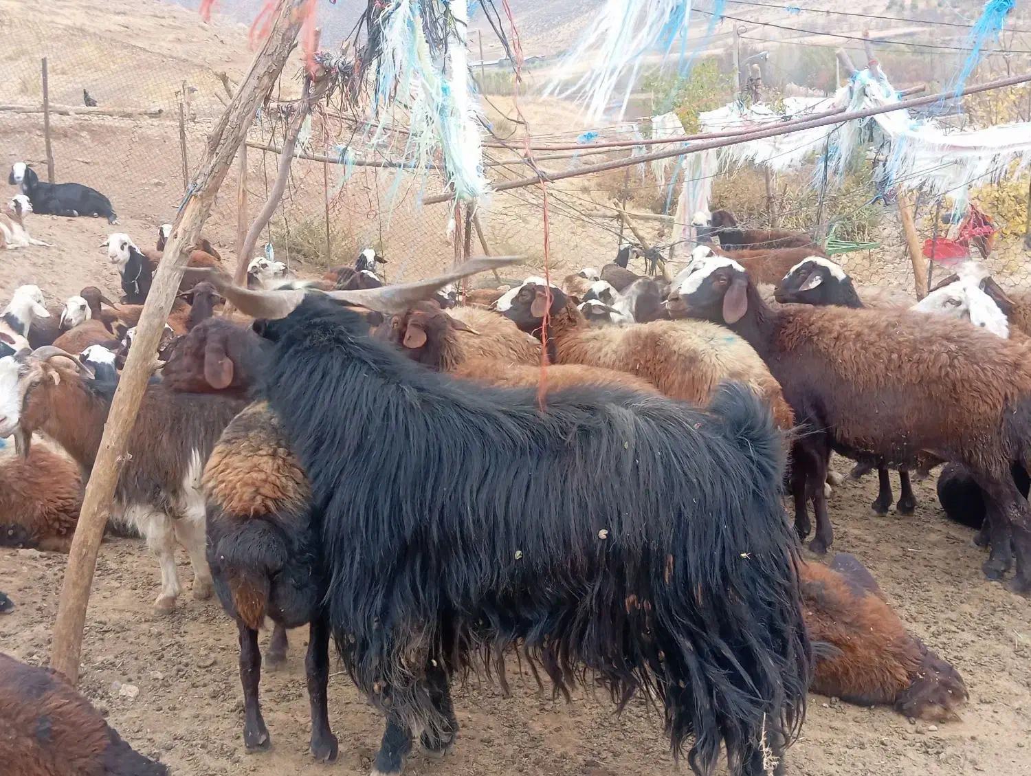 نربز|حیوانات مزرعه|بیرانوند, |دیوار