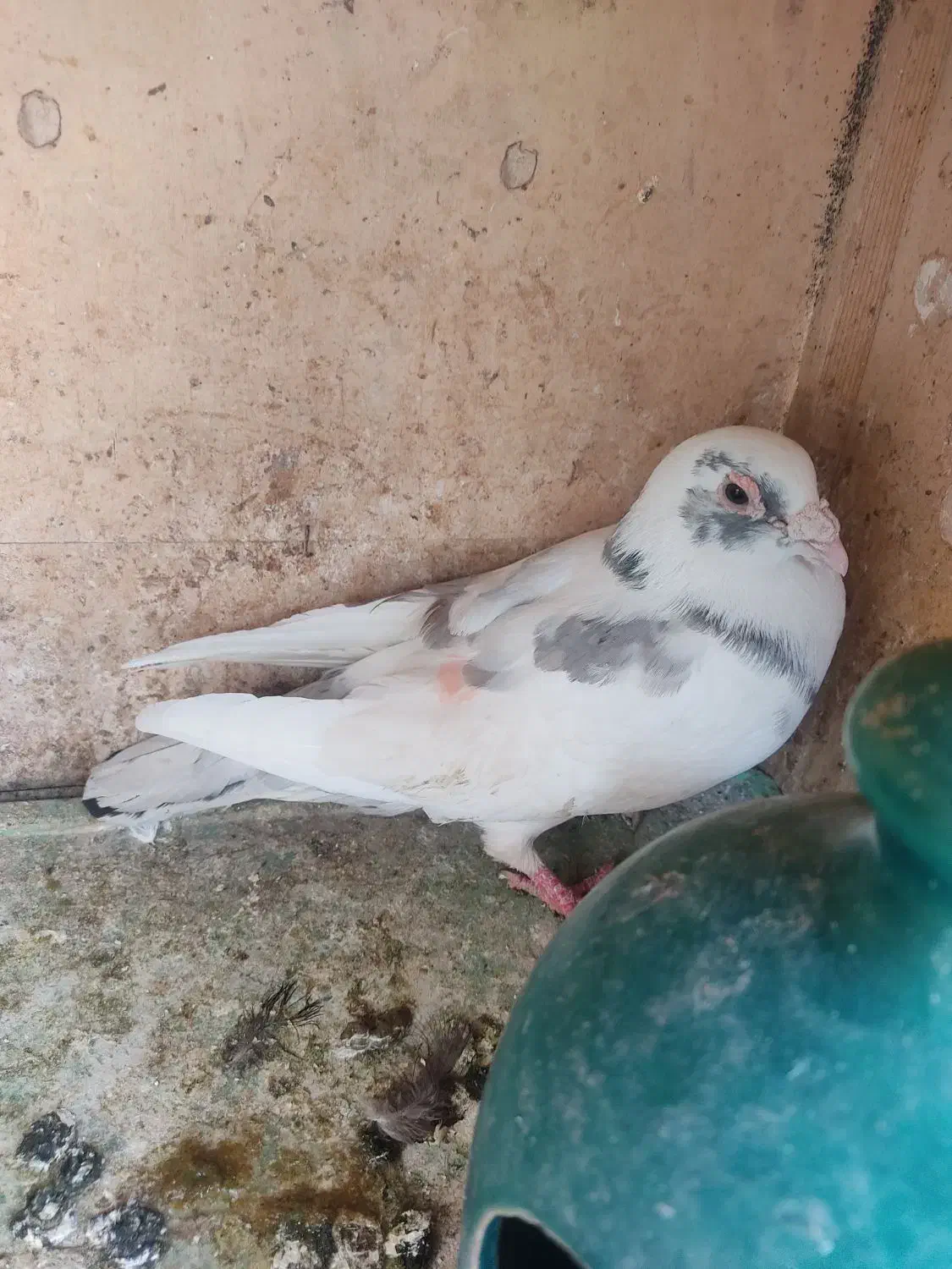 کفتر آلمانی شهرستانی|پرنده|تهران, یافتآباد|دیوار